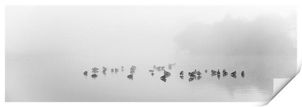 gaggle in the mist Print by Marcus Scott