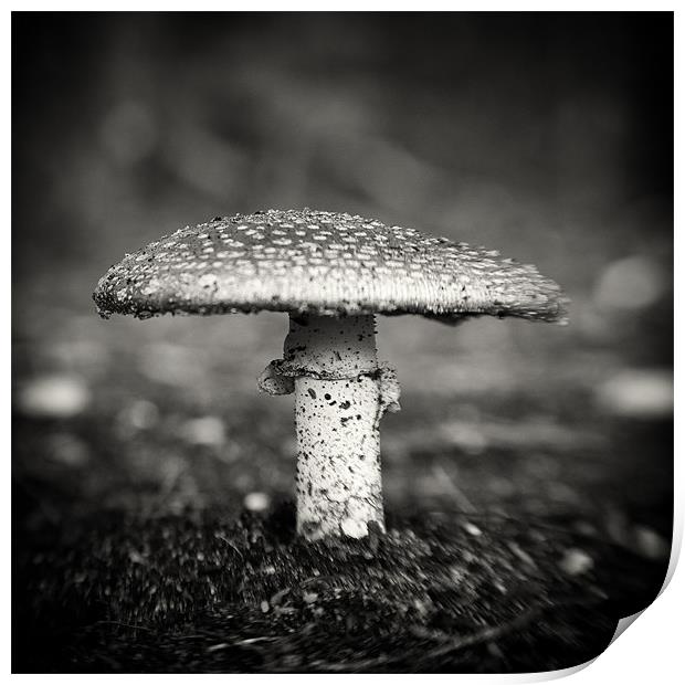 Fly Agaric Print by Marcus Scott
