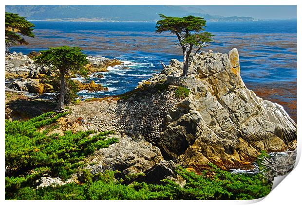Cypress and rocks in Monterey Print by Jonah Anderson Photography