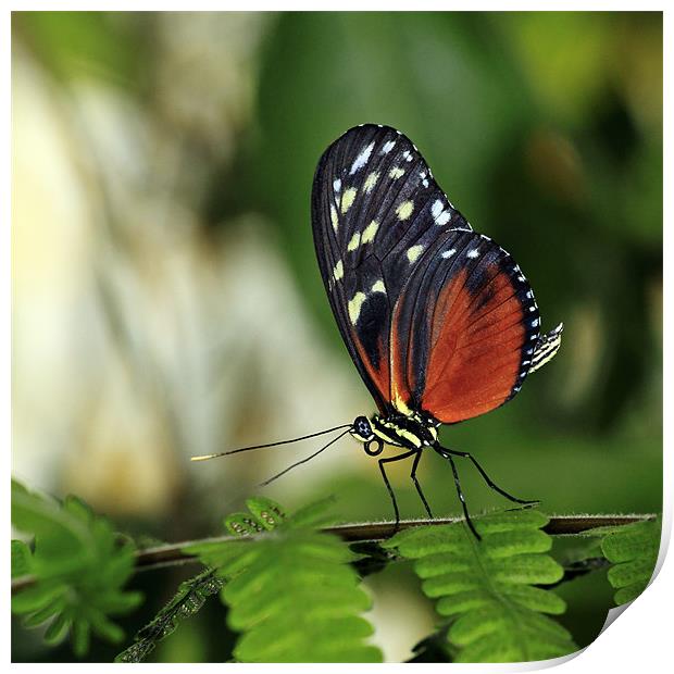 Tiger Longwing Butterfly Print by Grant Glendinning