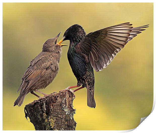 Starlings Print by Grant Glendinning