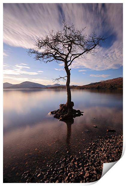 Lone tree in water Print by Grant Glendinning