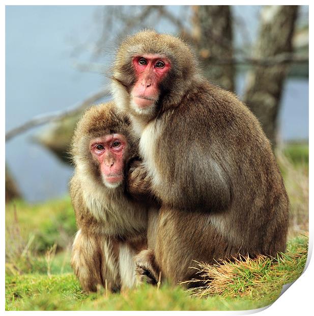 Macaque Monkey portrait Print by Grant Glendinning