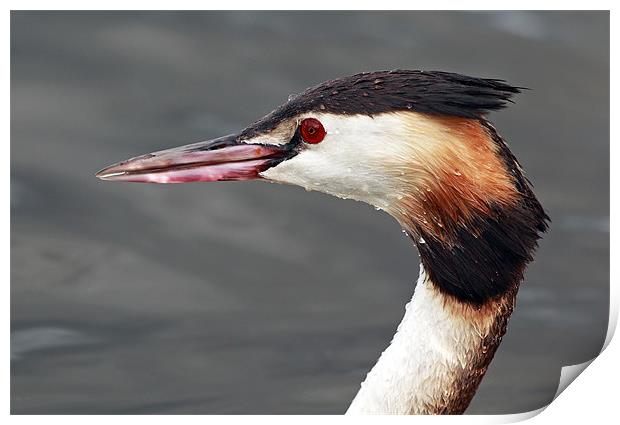Great crested grebe Print by Grant Glendinning