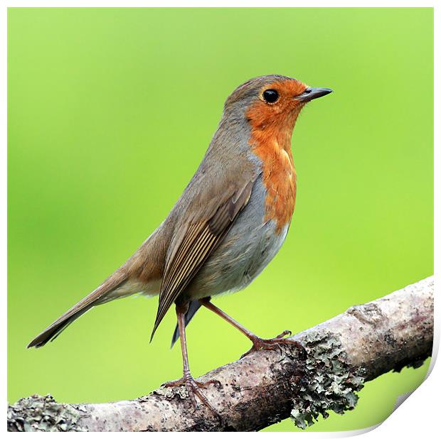 Robin Print by Grant Glendinning