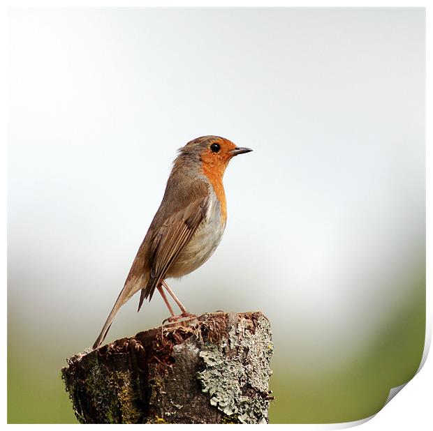 Robin Print by Grant Glendinning