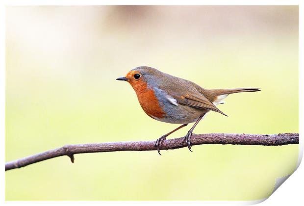 Robin redbreast Print by Grant Glendinning