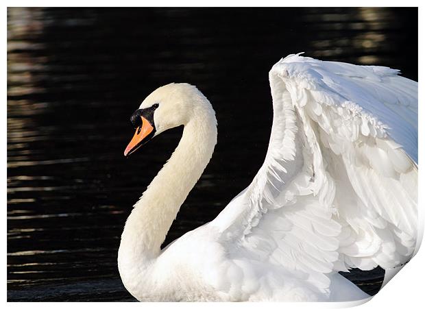 Mute Swan Print by Grant Glendinning