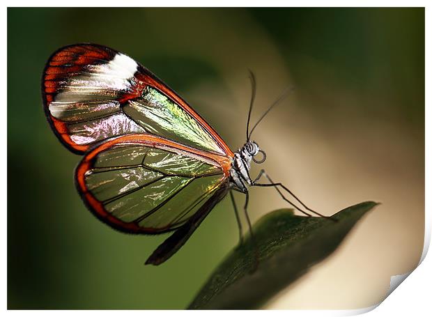 Glasswing Butterfly Print by Grant Glendinning