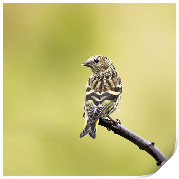 Siskin Print by Grant Glendinning