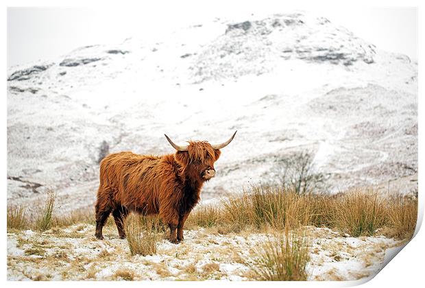 Highland Cow Print by Grant Glendinning