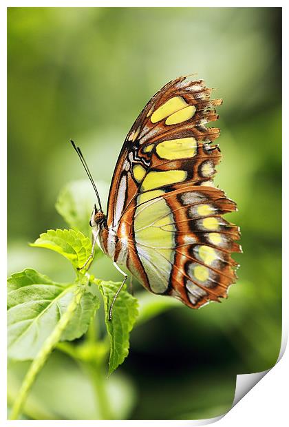 Malachite butterfly Print by Grant Glendinning