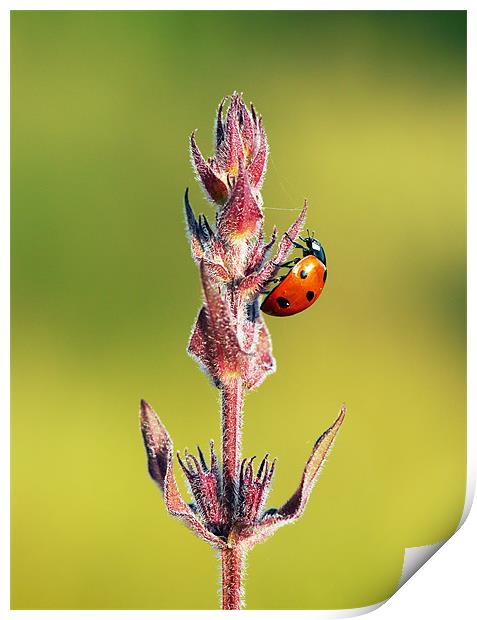 Ladybird Print by Grant Glendinning