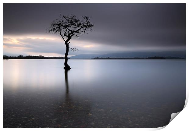 Loch Lomond Tree Print by Grant Glendinning