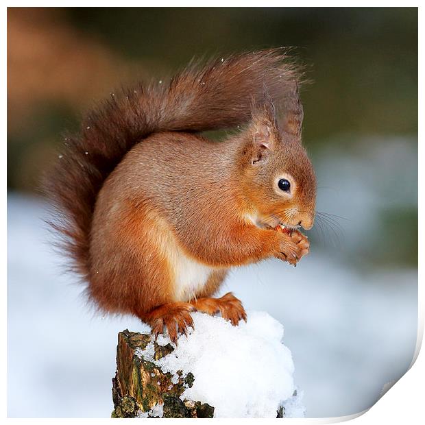  Red Squirrel Print by Grant Glendinning