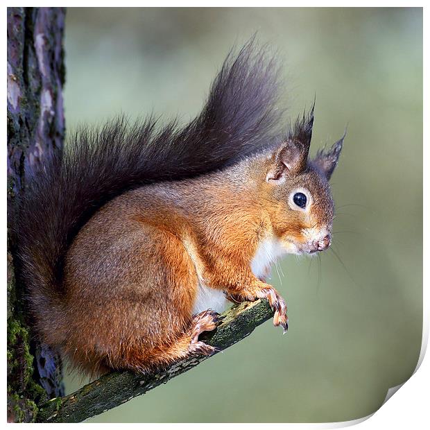  Red Squirrel Print by Grant Glendinning