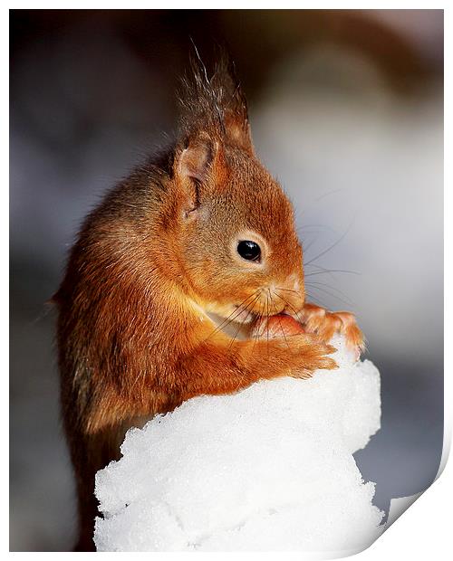 Red Squirrel  Print by Grant Glendinning