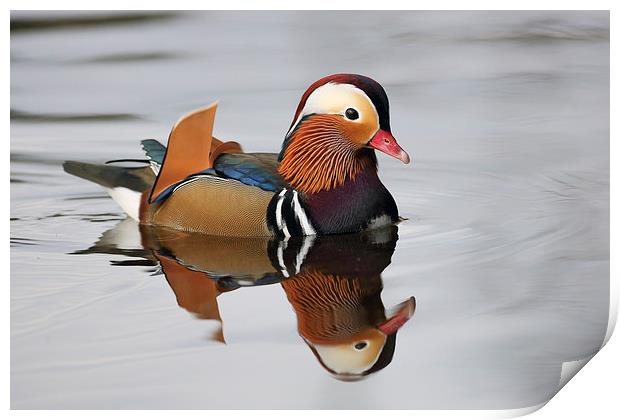 Mandarin Duck Print by Grant Glendinning