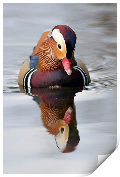 Mandarin Duck Print by Grant Glendinning