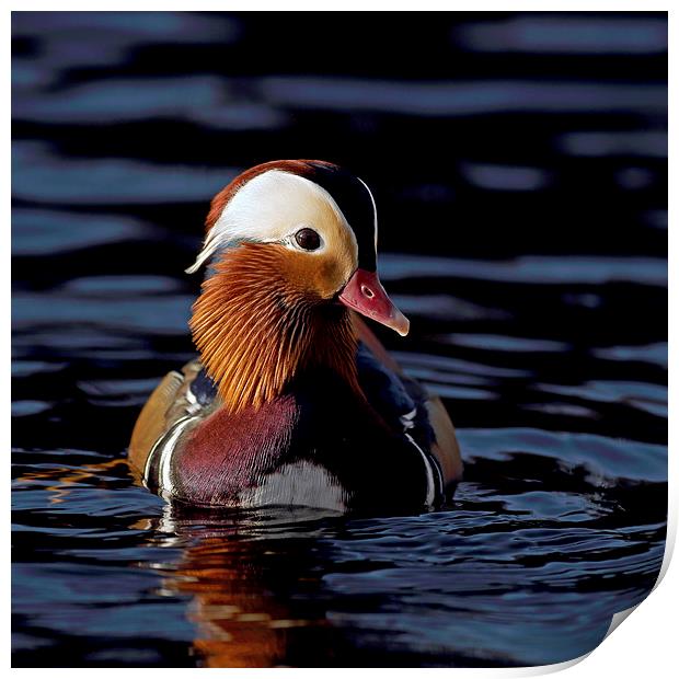 Mandarin Duck Print by Grant Glendinning