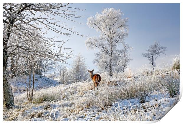 Glen Shiel Misty Winter Deer Print by Grant Glendinning