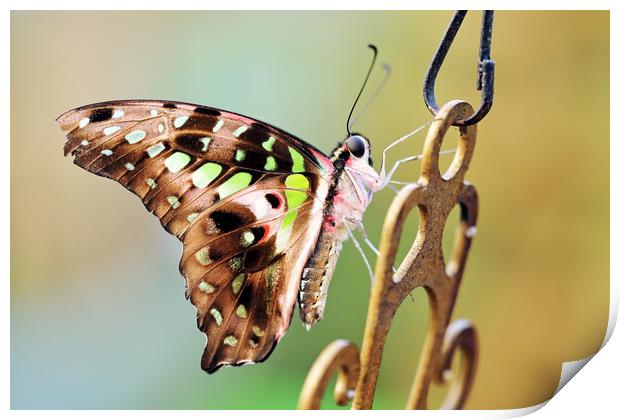 Tailed Jay Print by Grant Glendinning