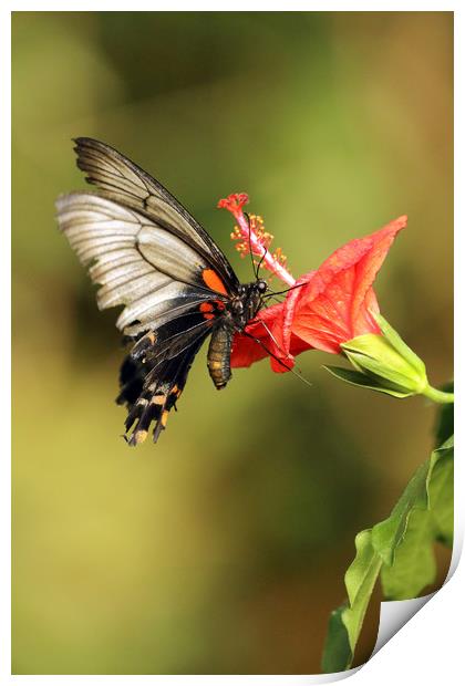 Lows Swallowtail Print by Grant Glendinning