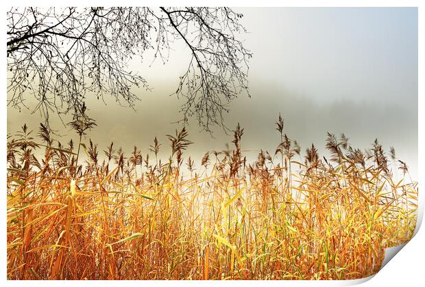 Loch Ard Print by Grant Glendinning