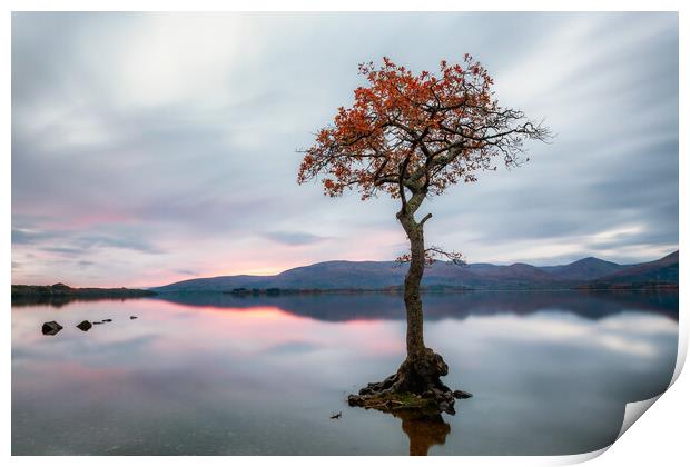 Milarrochy Bay Tree Sunset - Loch Lomond Print by Grant Glendinning