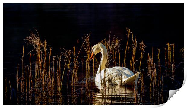 Swan Loch Print by Grant Glendinning