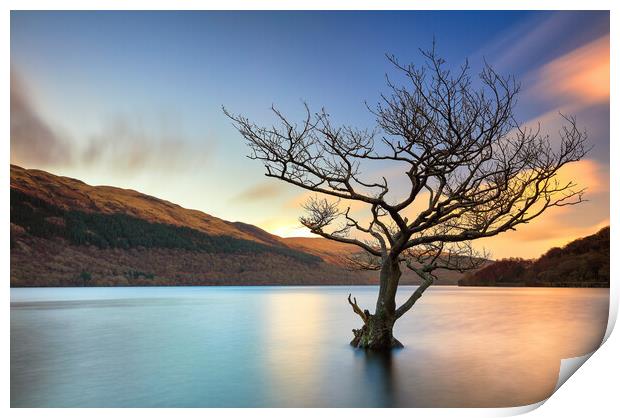 Lone Tree Sunset Print by Grant Glendinning