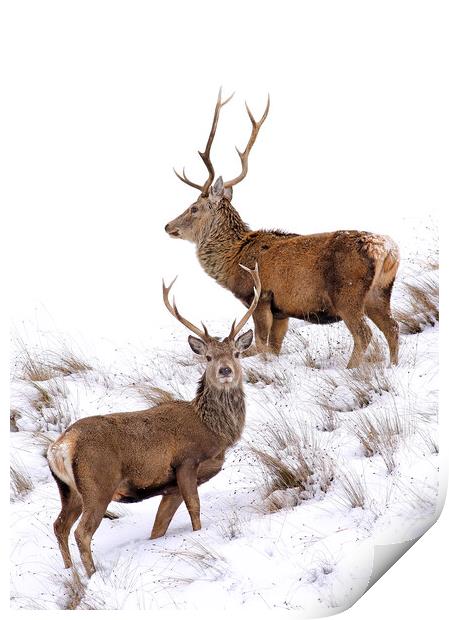 Scottish Red Deer Stags Print by Grant Glendinning