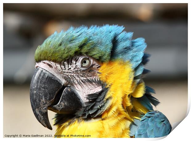 Blue and Yellow Macaw - closeup Portrait Print by Maria Gaellman