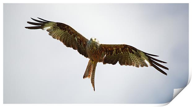 Red Kite in flight Print by Maria Gaellman