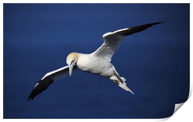 Northern Gannet Print by Maria Gaellman