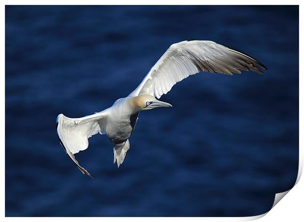 Northern Gannet Print by Maria Gaellman