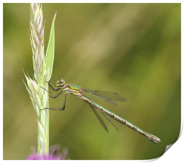 Damselfly on a blade of grass Print by Maria Gaellman