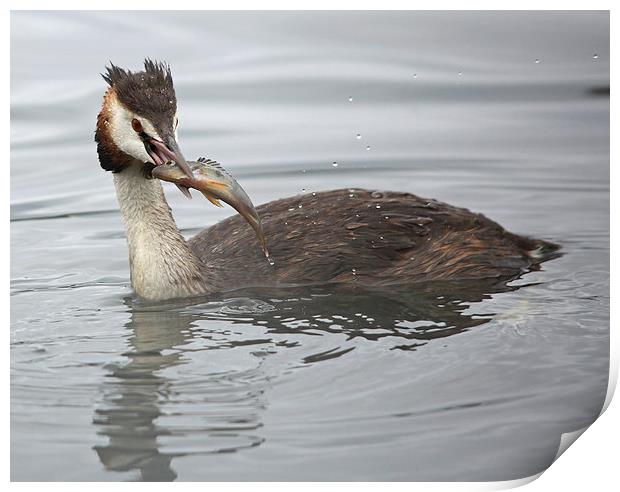 Great Crested Grebe with a Perch Print by Maria Gaellman