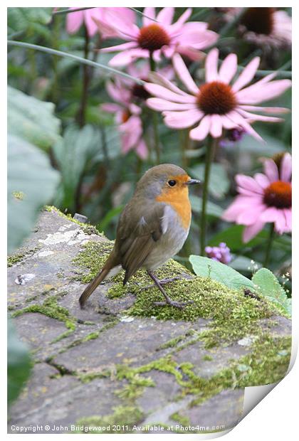 Robin Redbreast Print by John Bridgewood