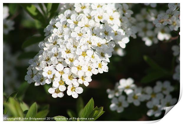 Bridal Wreath Print by John Bridgewood