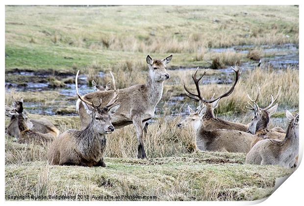 Wild Deer Print by John Bridgewood