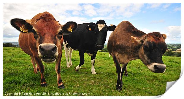 Curious cows Print by Tom Holbourn