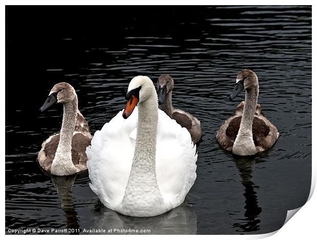 The Swan Family Print by Daves Photography