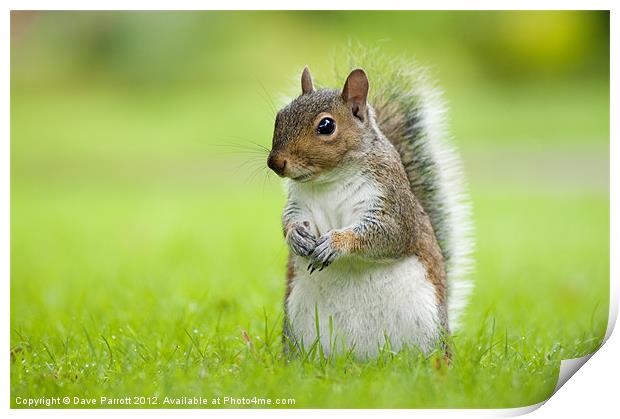 Squirrel Portrait Print by Daves Photography