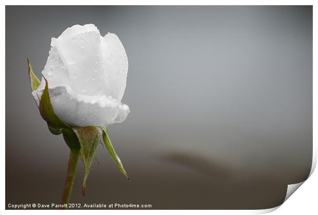 Ice White Rose - Purity Print by Daves Photography