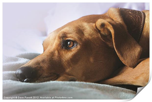 Waiting For Mum Print by Daves Photography