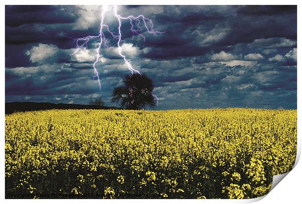 Lightening Tree - Seeds Print by Daves Photography