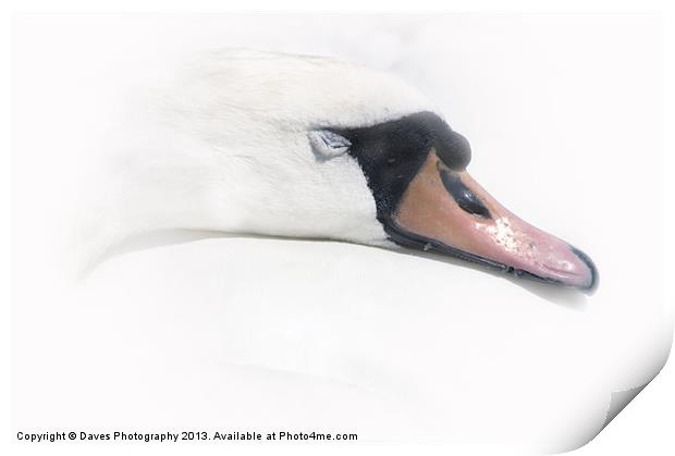 Sleeping Beauty - The Swan Print by Daves Photography