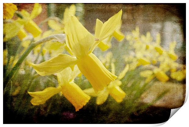 Spring Has Sprung Print by Daves Photography