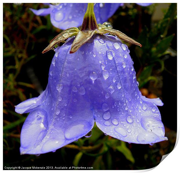 BELL FLOWER CAMPANULA Print by Jacque Mckenzie